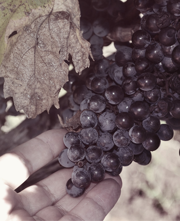 ramo-uvas